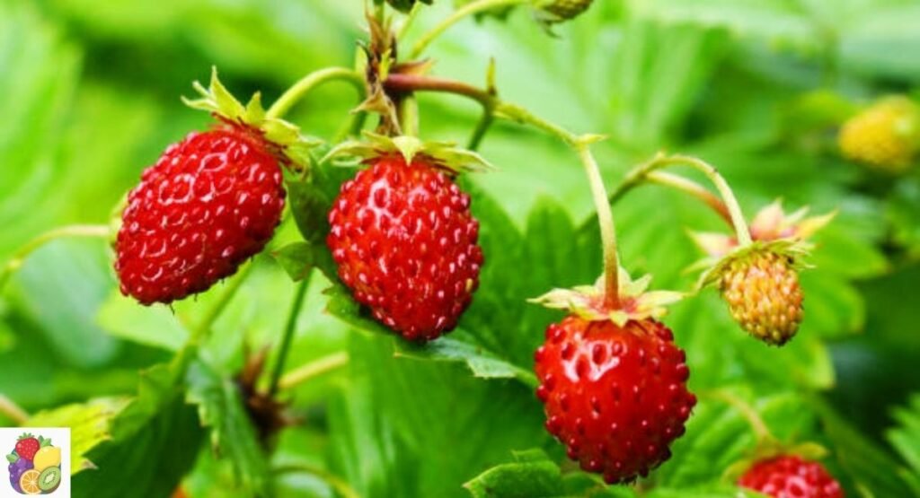 Alpine Strawberry