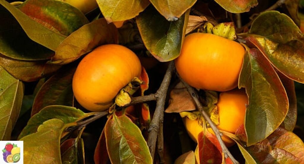 American Persimmon