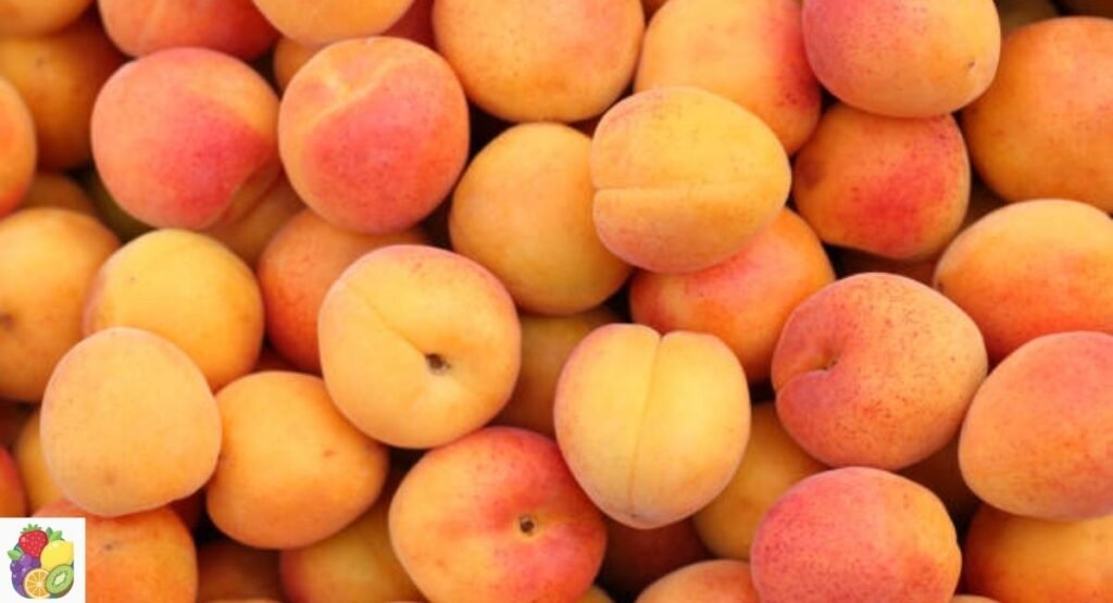 Apricot