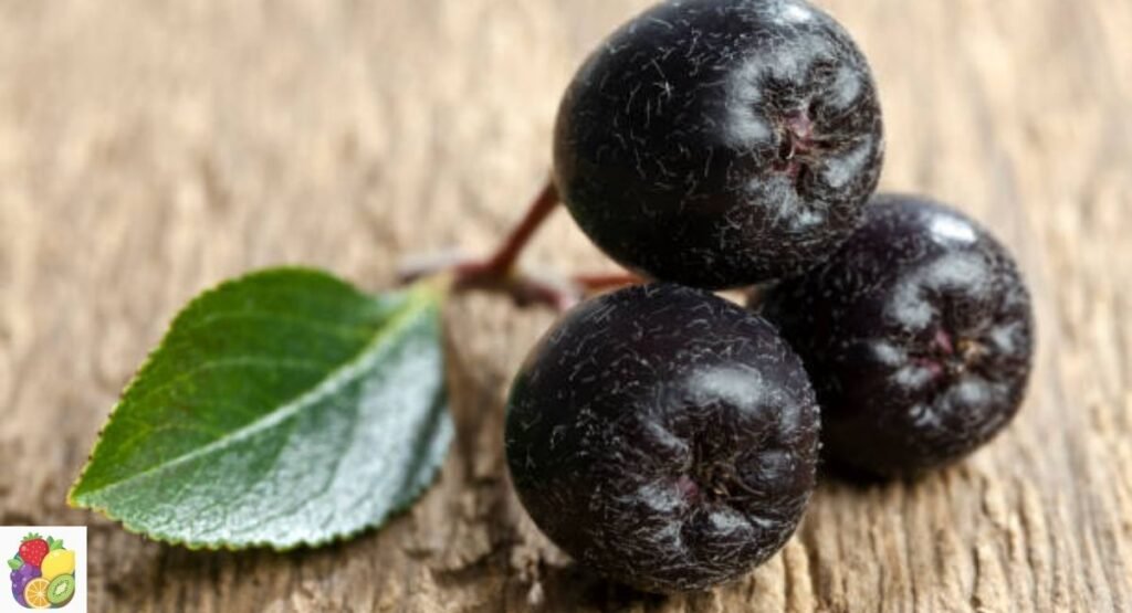 Aronia