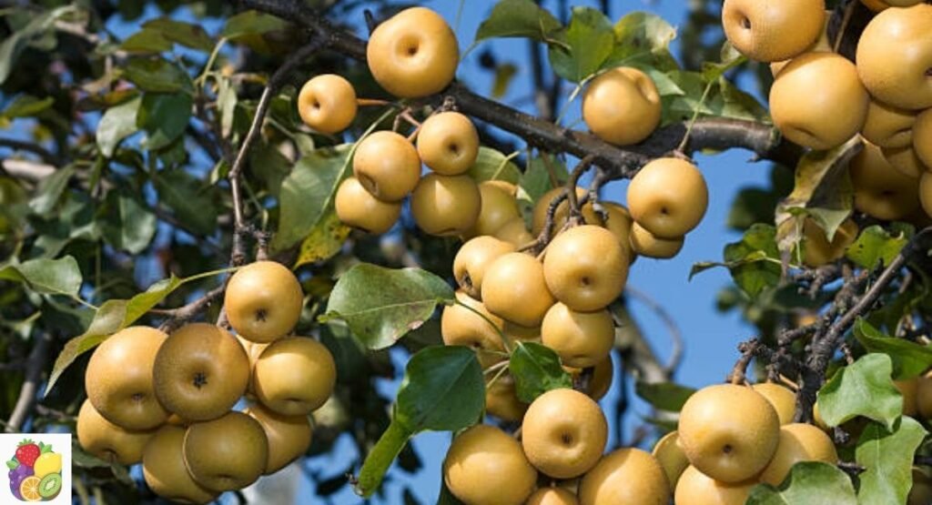 Asian Pear