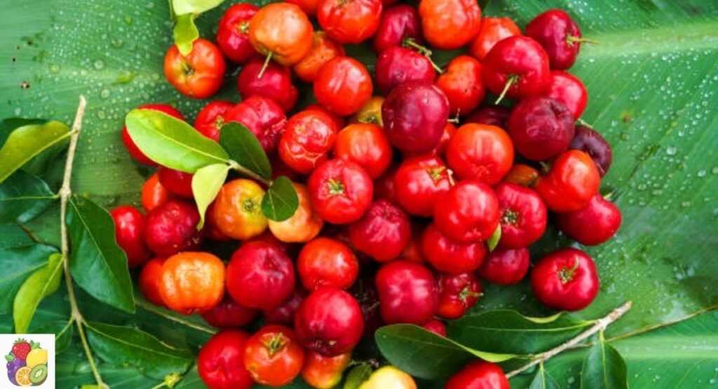 Barbados Cherry