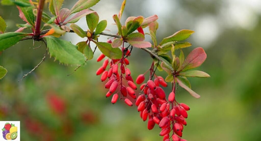 Barberry
