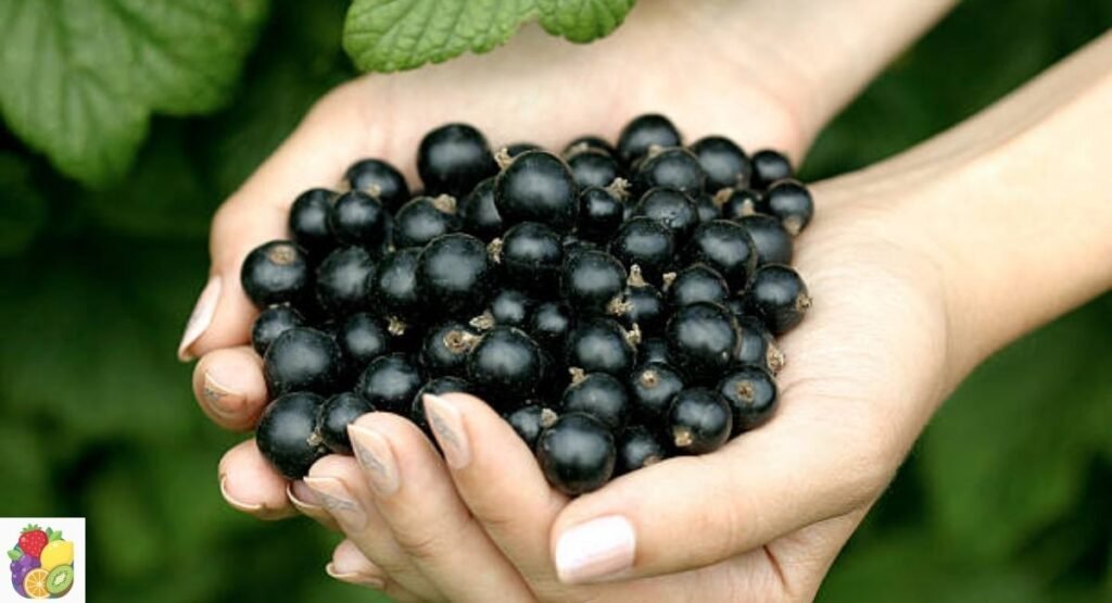 Black Currant