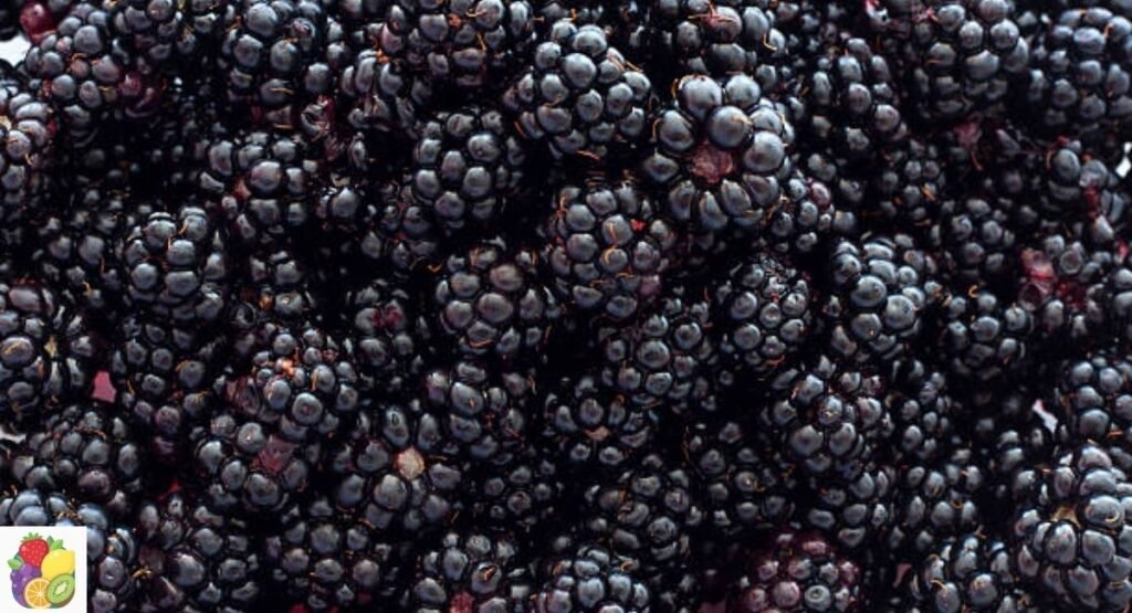 Blackberry