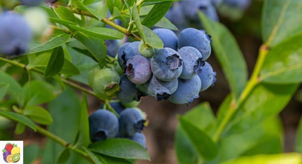 Blueberry