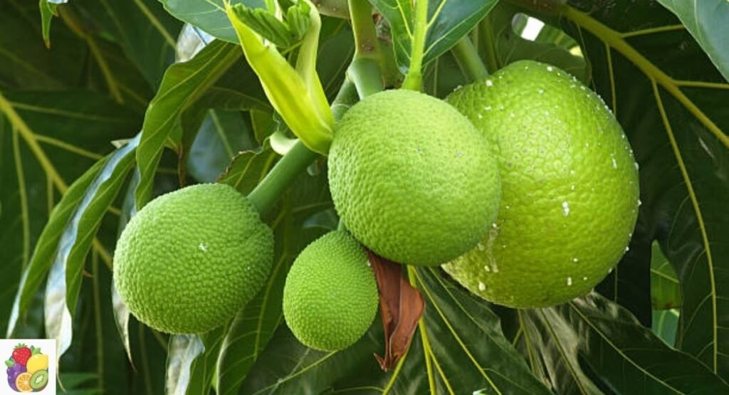 Breadfruit