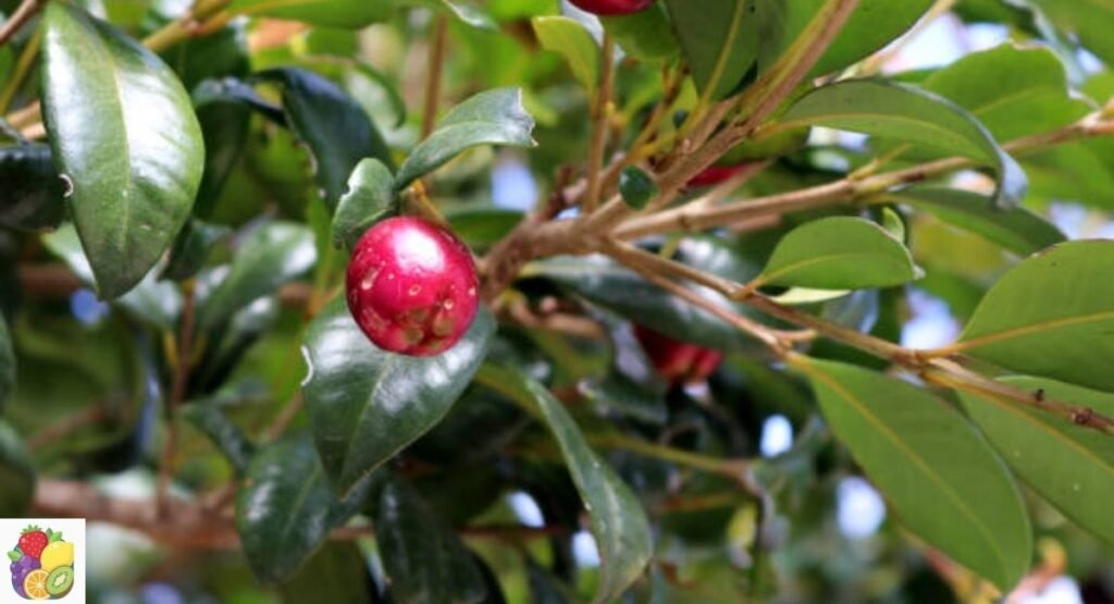 Brush Cherry
