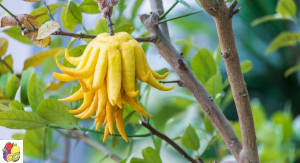 Buddha’s Hand