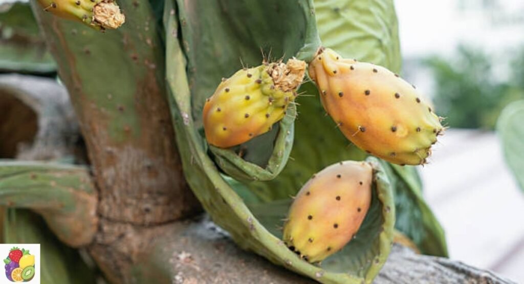 Cactus Pear