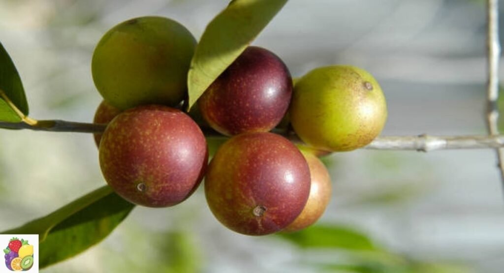 Camu Camu
