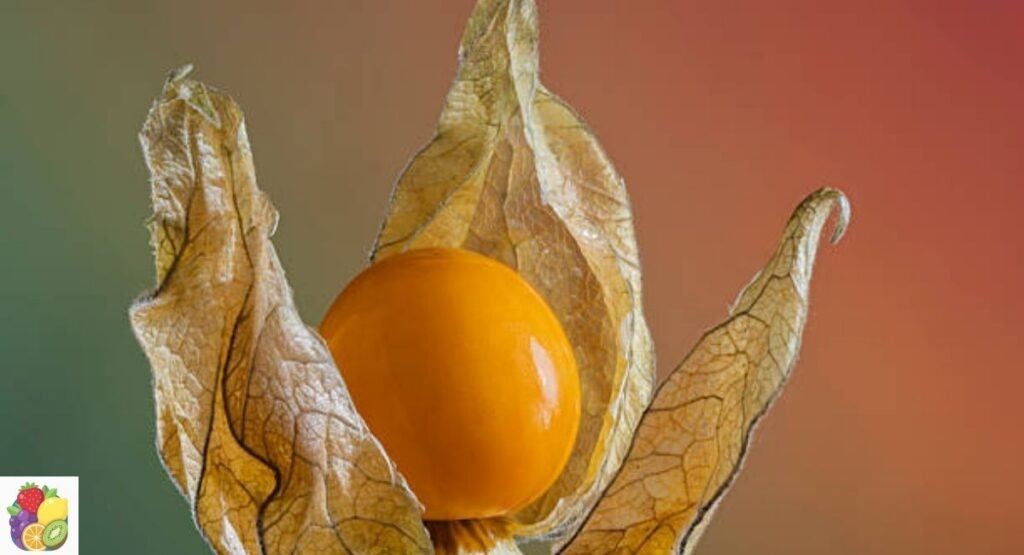 Cape Gooseberry