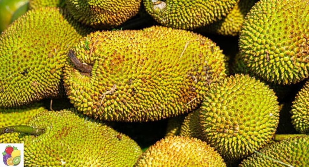 Cempedak