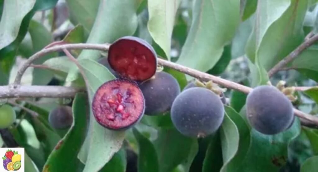Ceylon Gooseberry