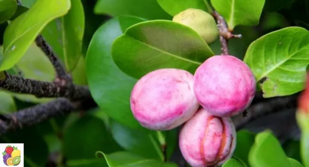Cocoplum