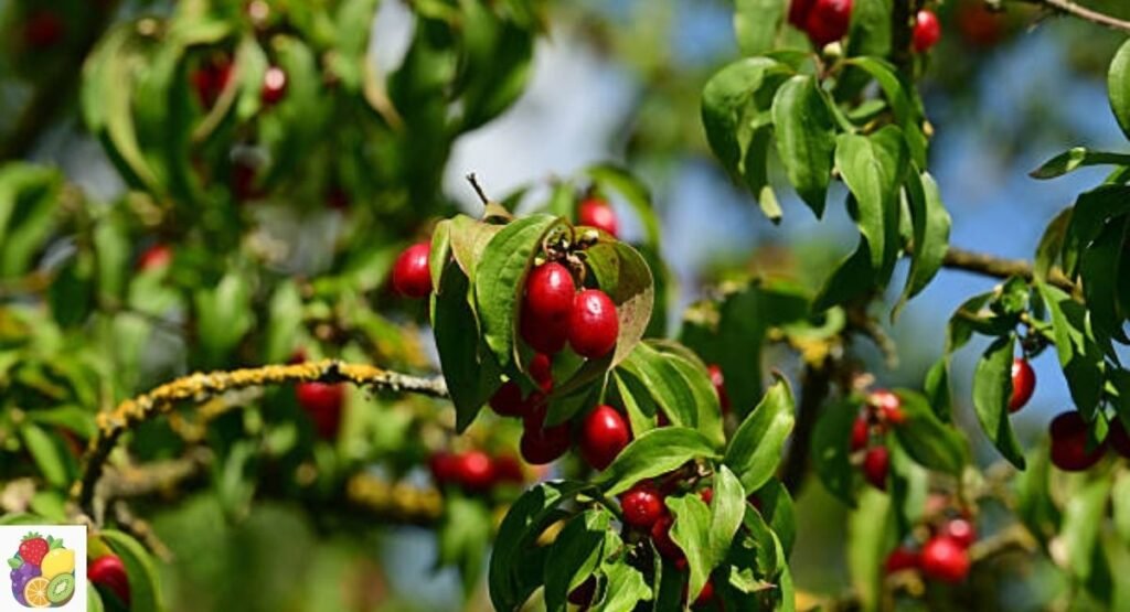 Cornelian Cherry