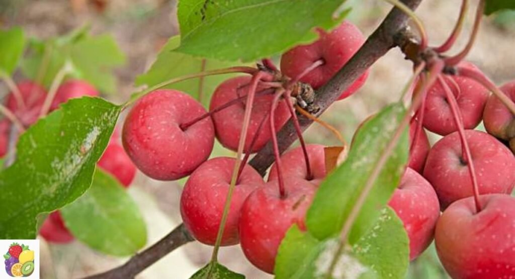 Crabapple