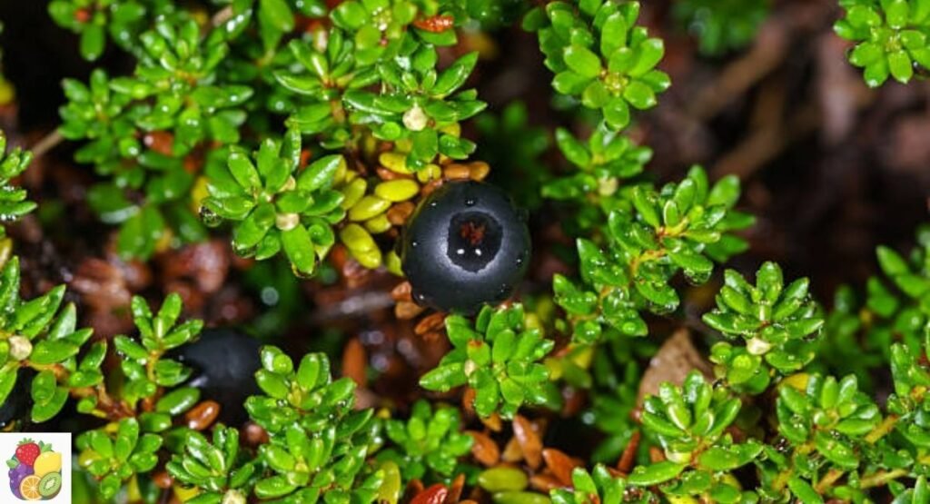 Crowberry