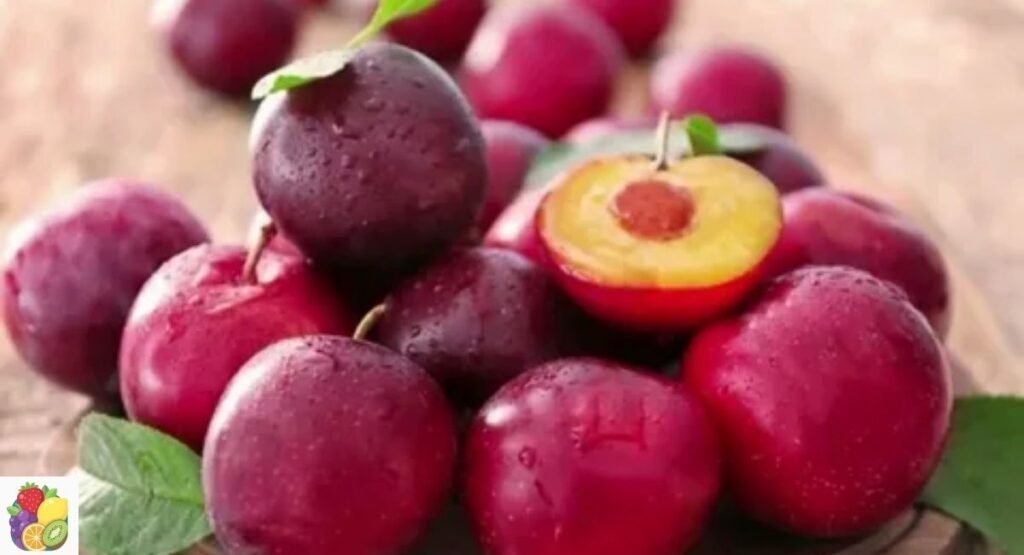 Damara Plum
