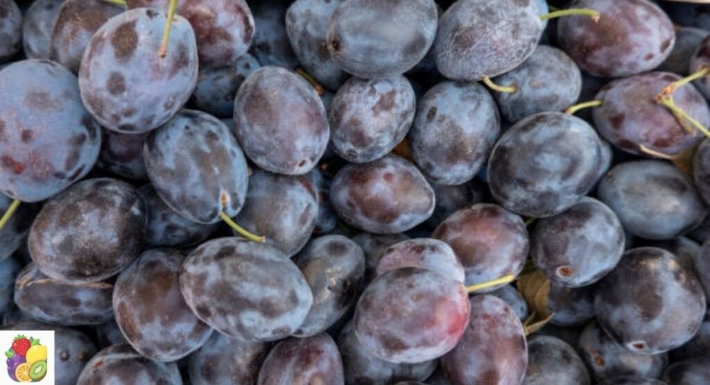 damson