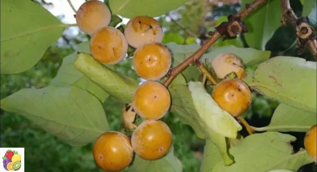 Date Plum
