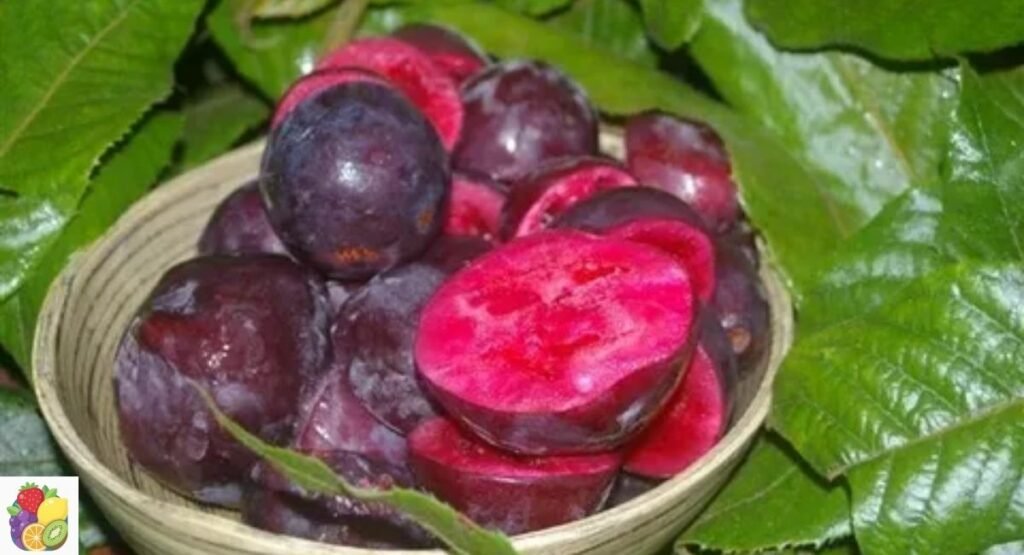 Davidson's Plum