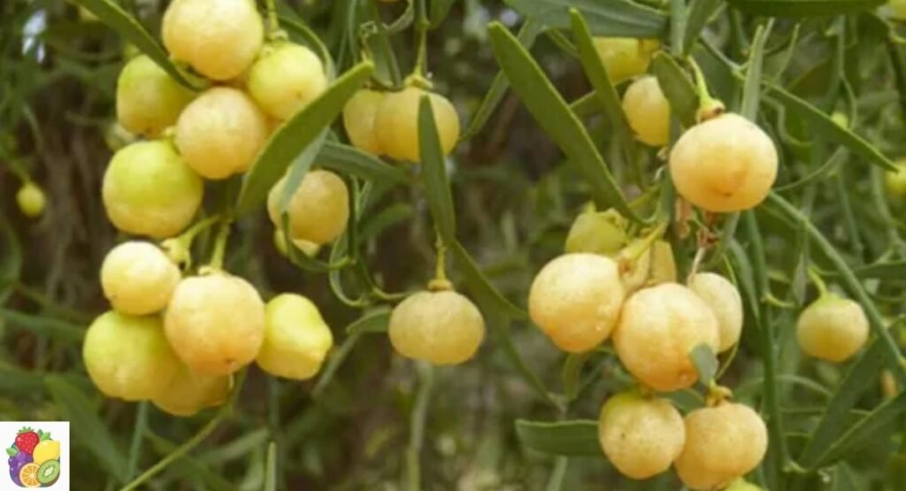 Desert Lime
