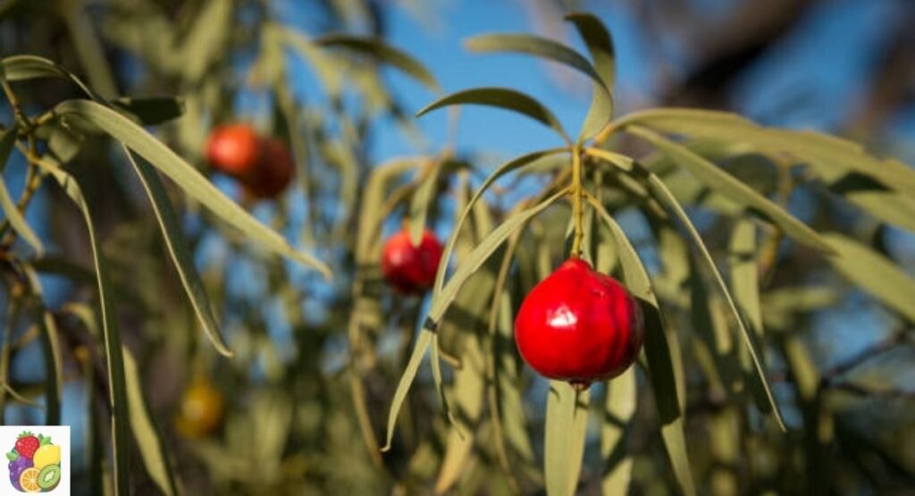 Desert Quandong