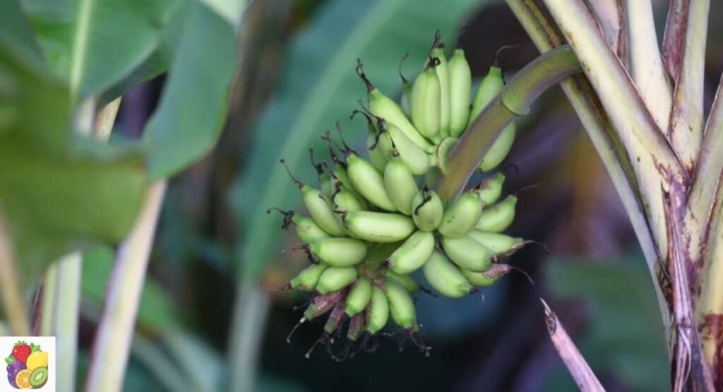 Dwarf Banana