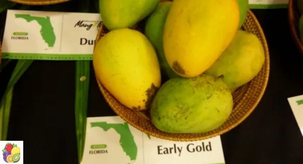 Early Gold Mango