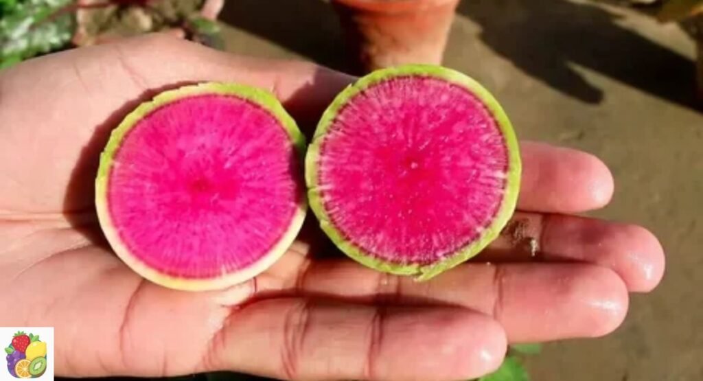 Early Red Meat Watermelon