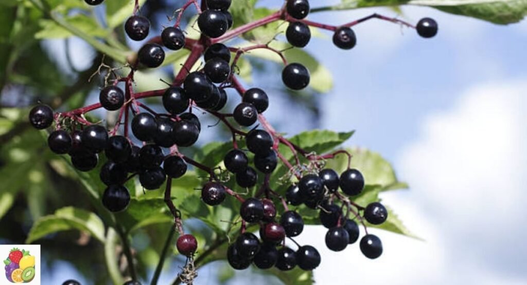 Elderberry