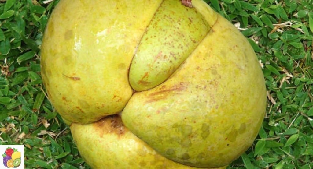 Elephant Apple