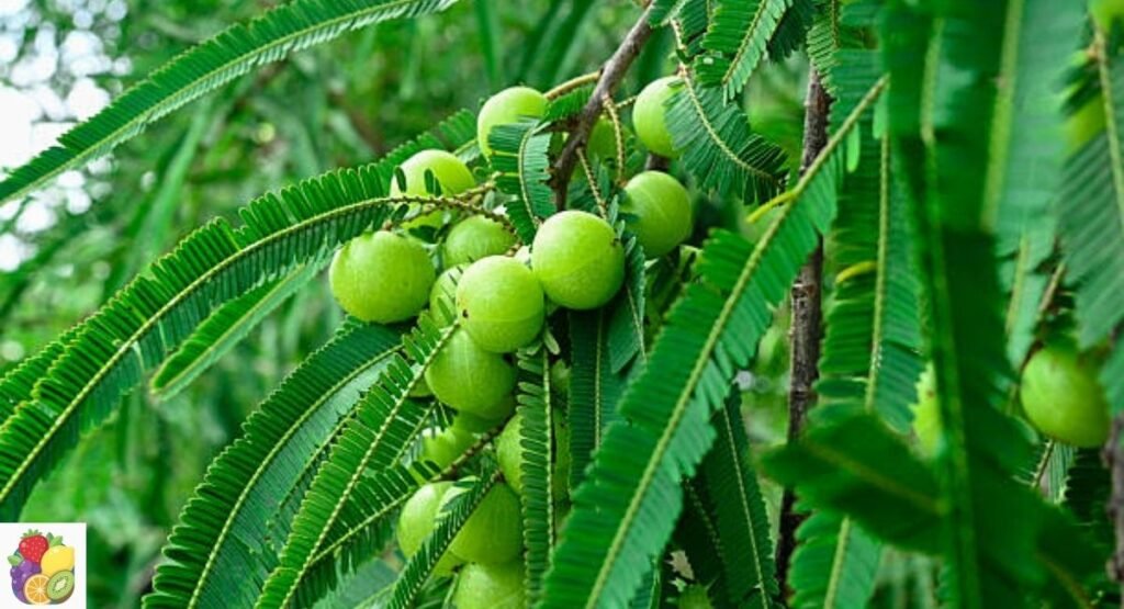 Emblica