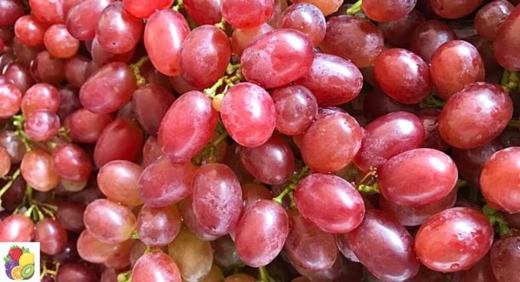 Emperor Grape