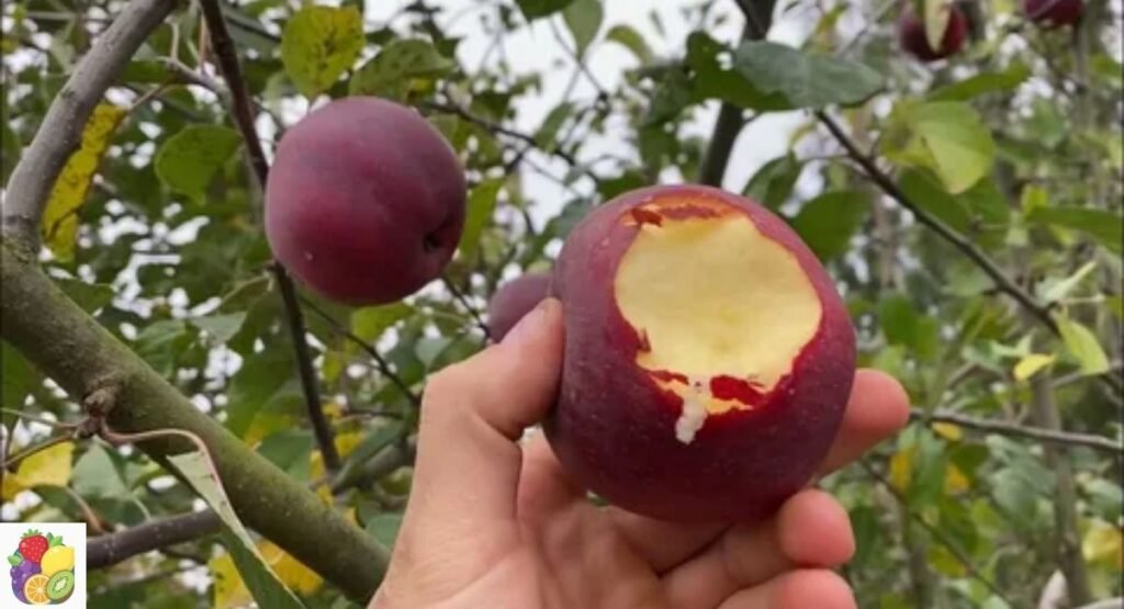 Enterprise Apple
