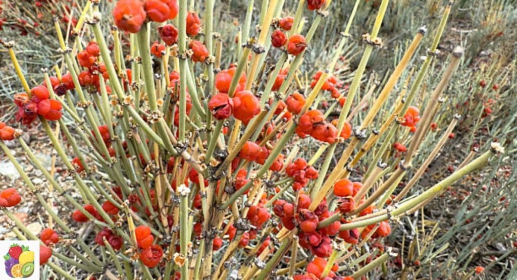 Ephedra