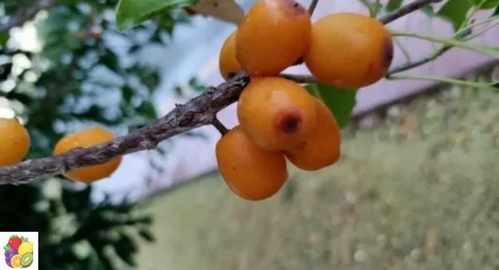 False Mastic Fruit