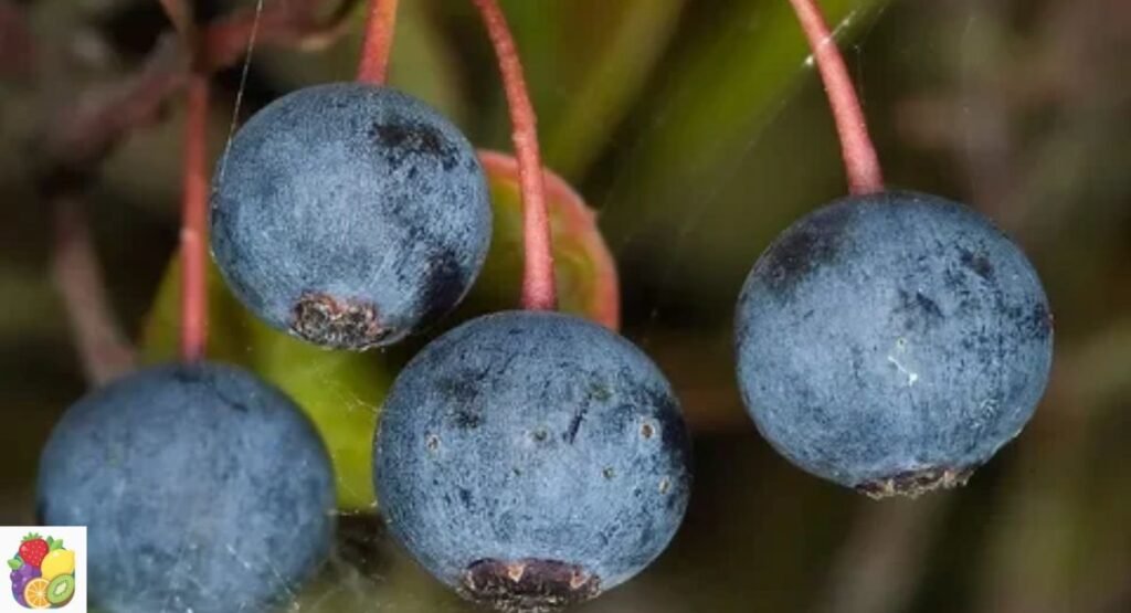 Farkleberry