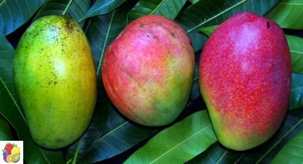 Fascell Mango