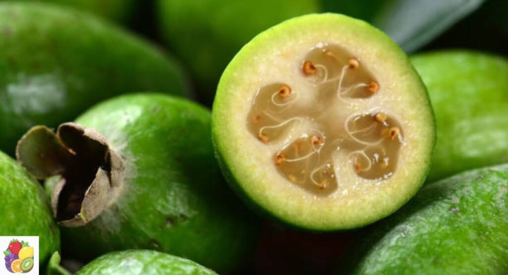 Feijoa