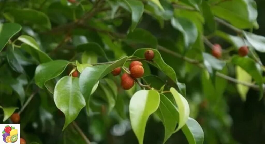 Ficus Fruit