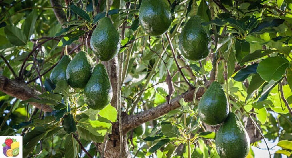 Florida Avocado