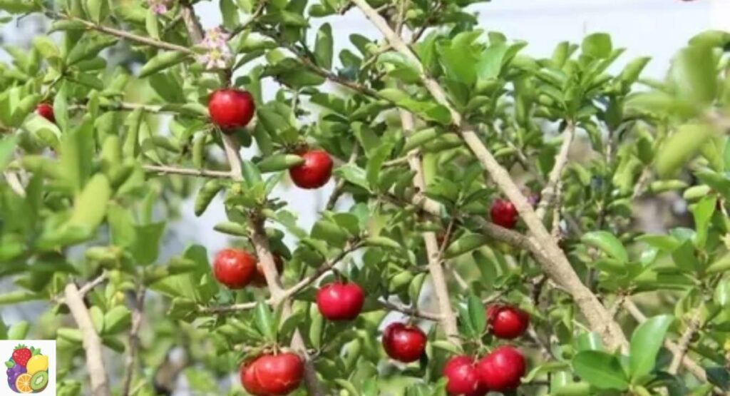Florida Cherry
