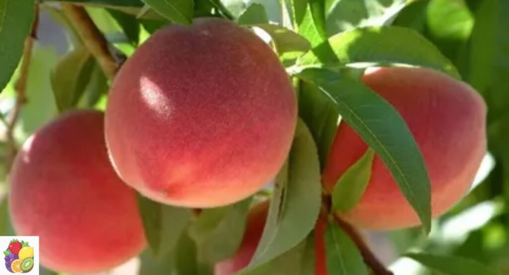 Florida Peach