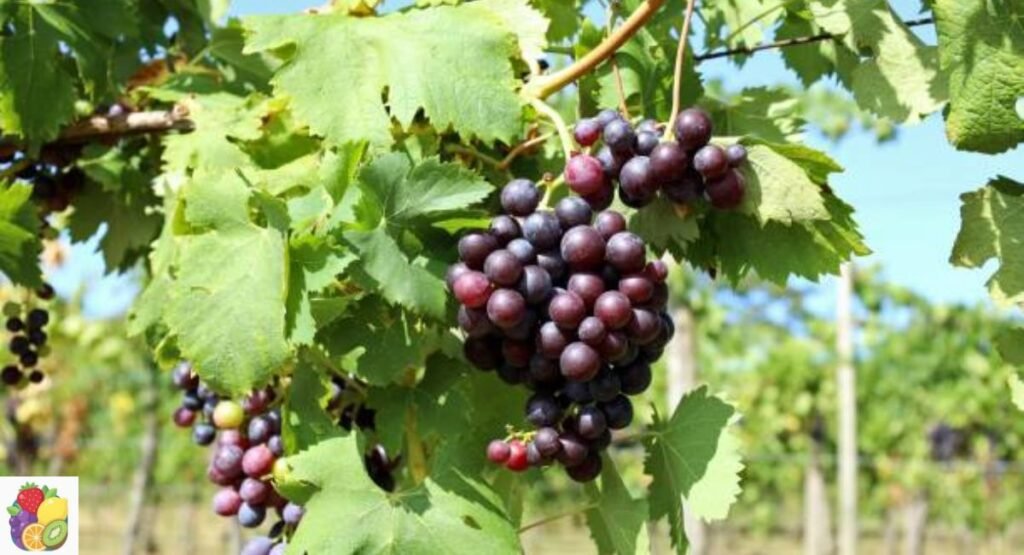 Fox Grape