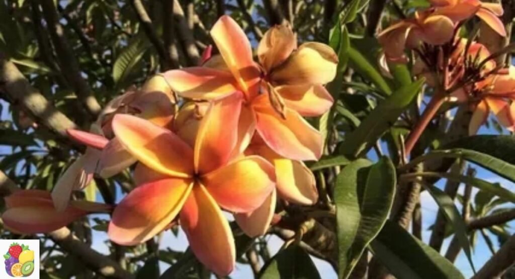 Frangipani Fruit