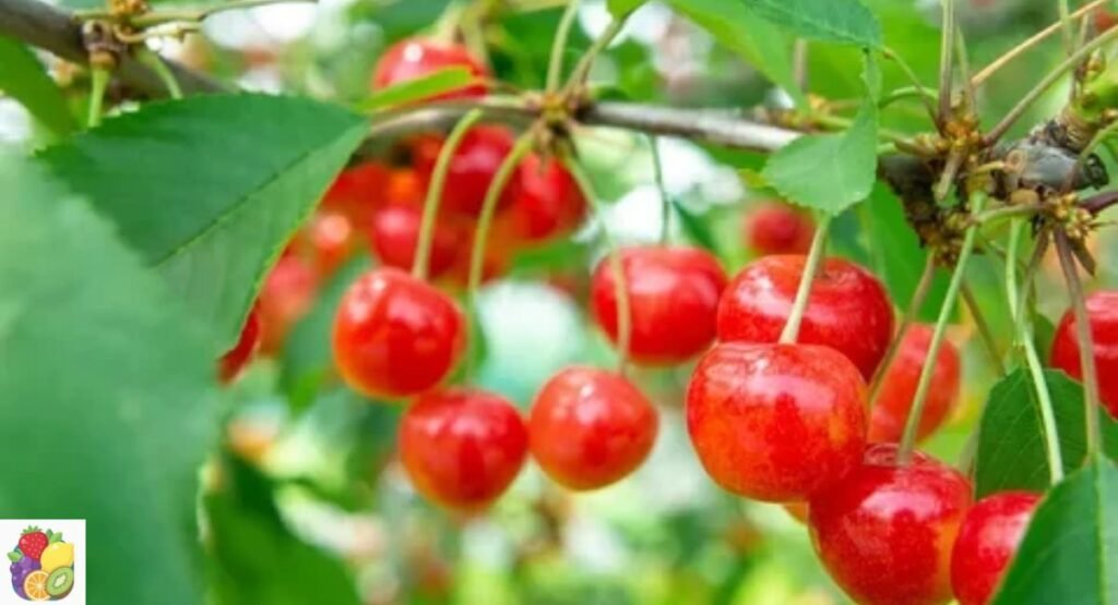 Fuji Cherry