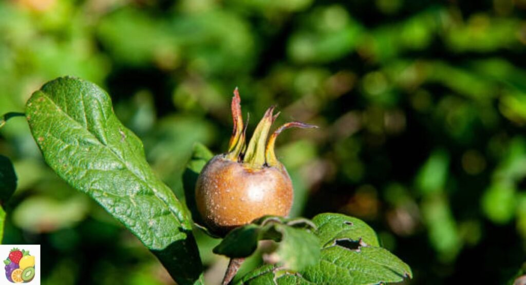 German Medlar