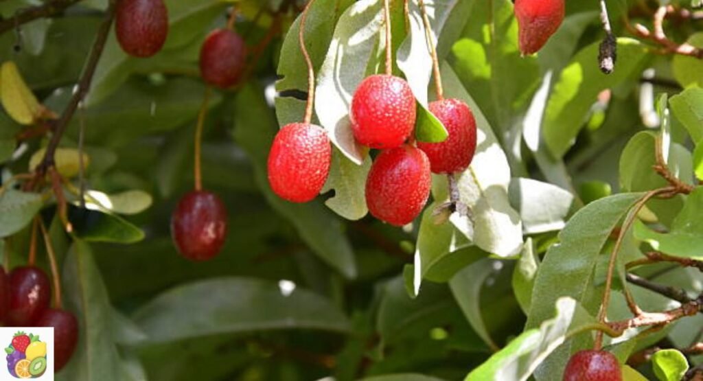 Goumi Berry